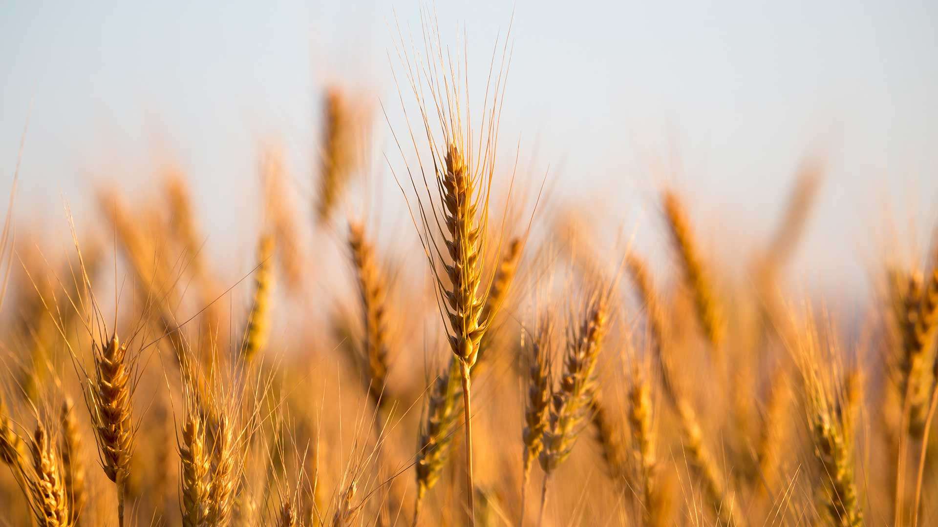 Close up of wheat
