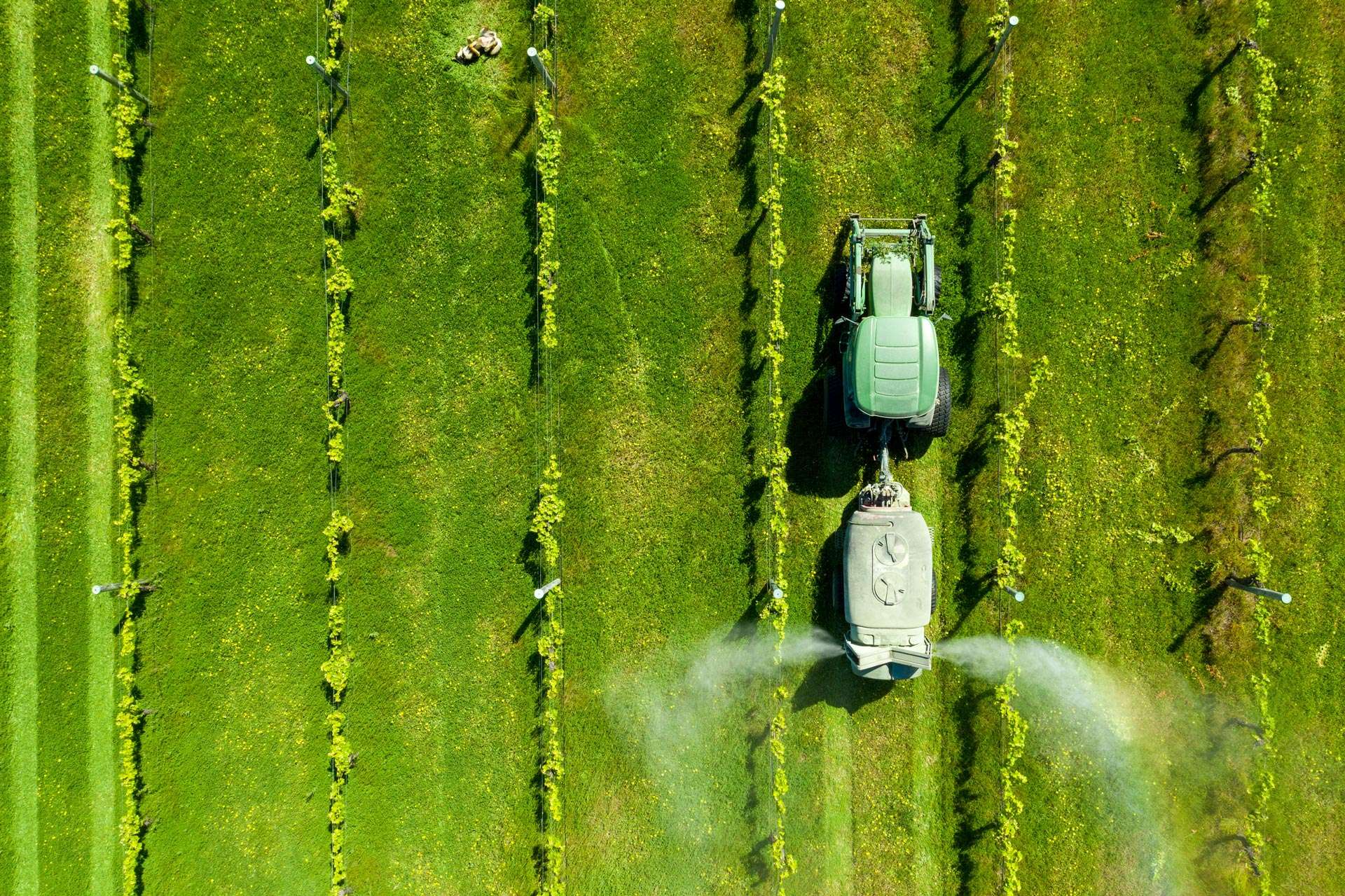 Ariel view of vineyards getting sprayed
